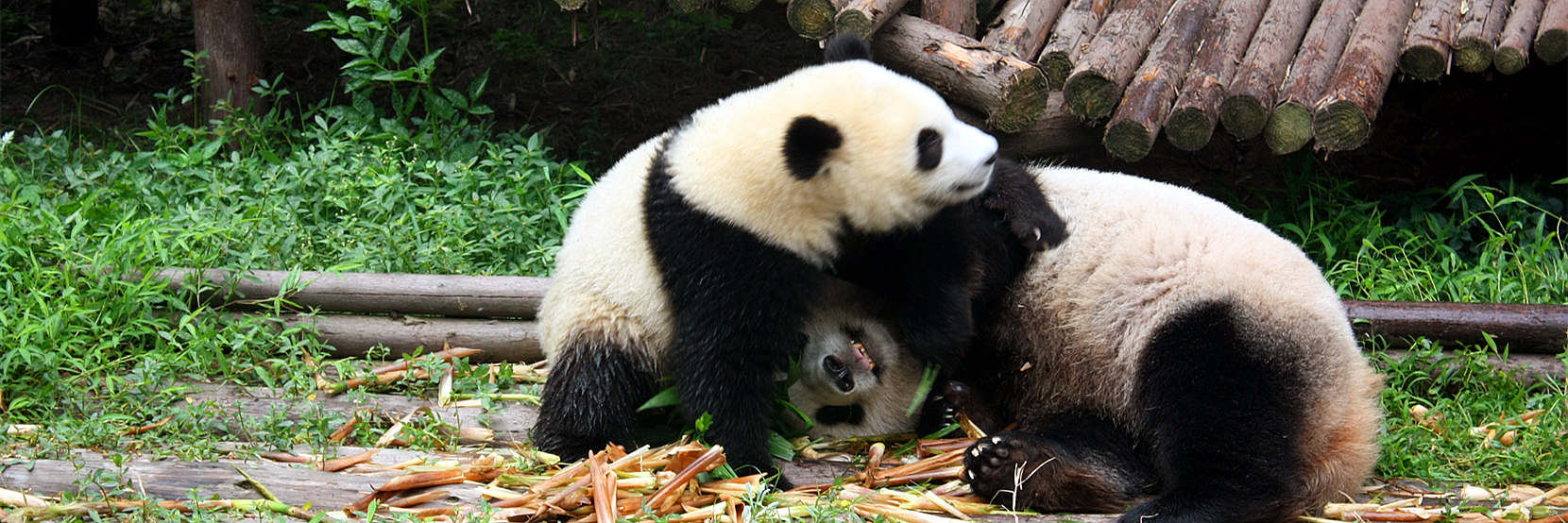 China Tours from Chengdu