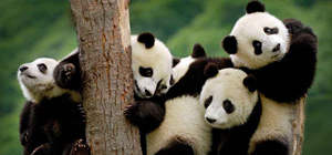 Giant Panda Guide