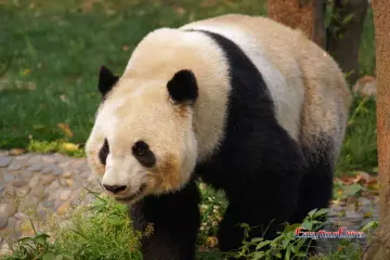 panda