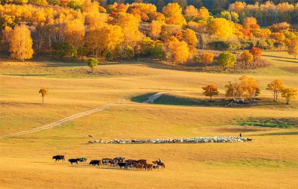 Golden Autumn in China