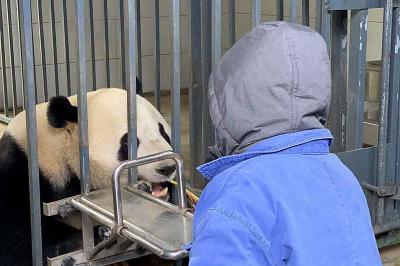 Chengdu Panda Tour