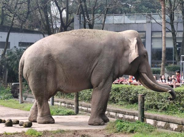 Animals in Chongqing Zoo