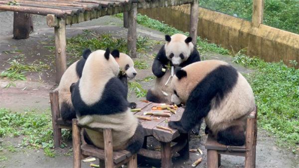 Chongqing Zoo panda
