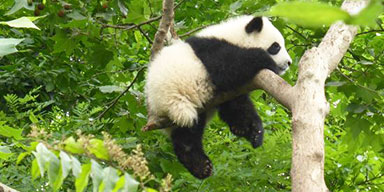 Visit Panda in Chengdu