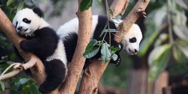 Visit Panda in Chengdu