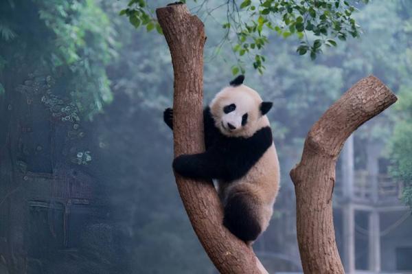 Interesting facts about giant panda
