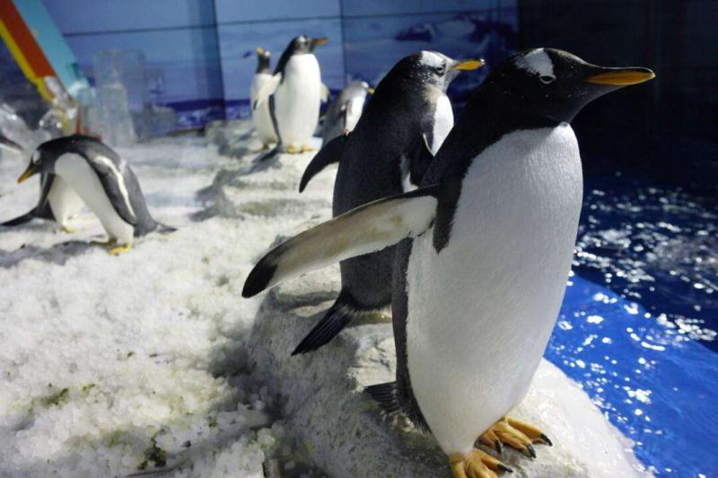 Harbin Polarland penguins