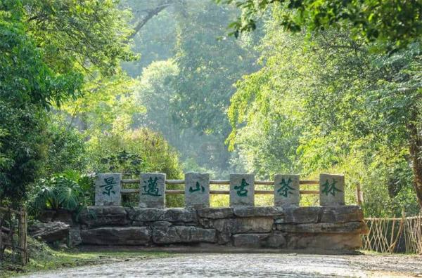 Travel to Jingmai Mountain in Yunnan China
