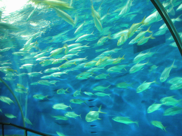 Fish in Shanghai Ocean Aquarium