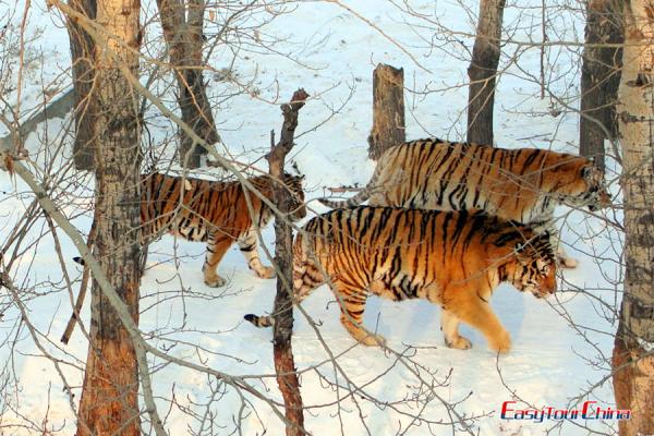 Siberian Tiger Park in Harbin