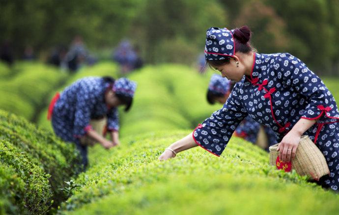 China Tea culture tour in spring