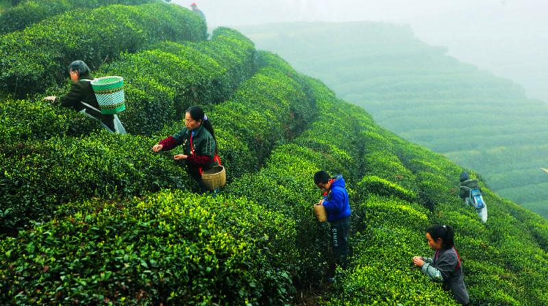 Top China tea vacations in spring