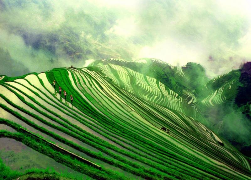 China Guilin Longji Rice Terraces Spring Scenery