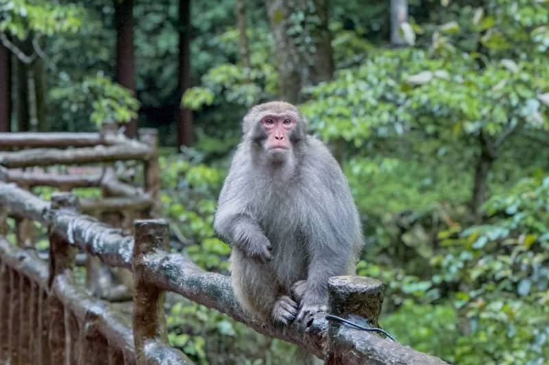 Zhangjiajie Gold Whip Stream monkey